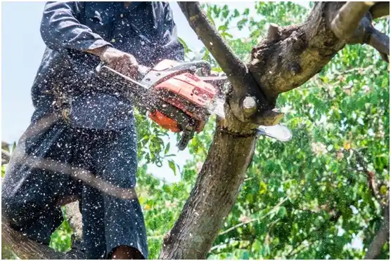 tree services Parkville